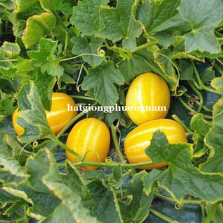 Hạt giống dưa lê hàn quốc
