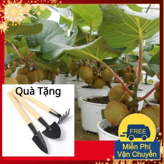 Hạt Giống Kiwi Tặng Bộ Dụng Cụ Mini Trồng Cây Tặng Bộ Dụng Cụ Mini Trồng Cây