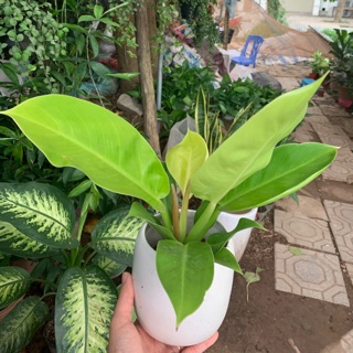 Trầu bà đế vương kèm chậu sứ