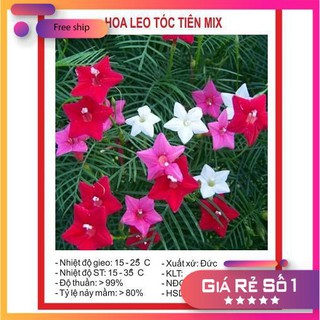 Hạt giống Hoa tóc tiên (10 hạt)