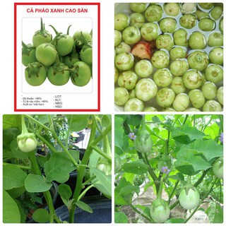 GÓI 50 HẠT CÀ PHÁO XANH CHỊU NHIỆT BỐN MÙA