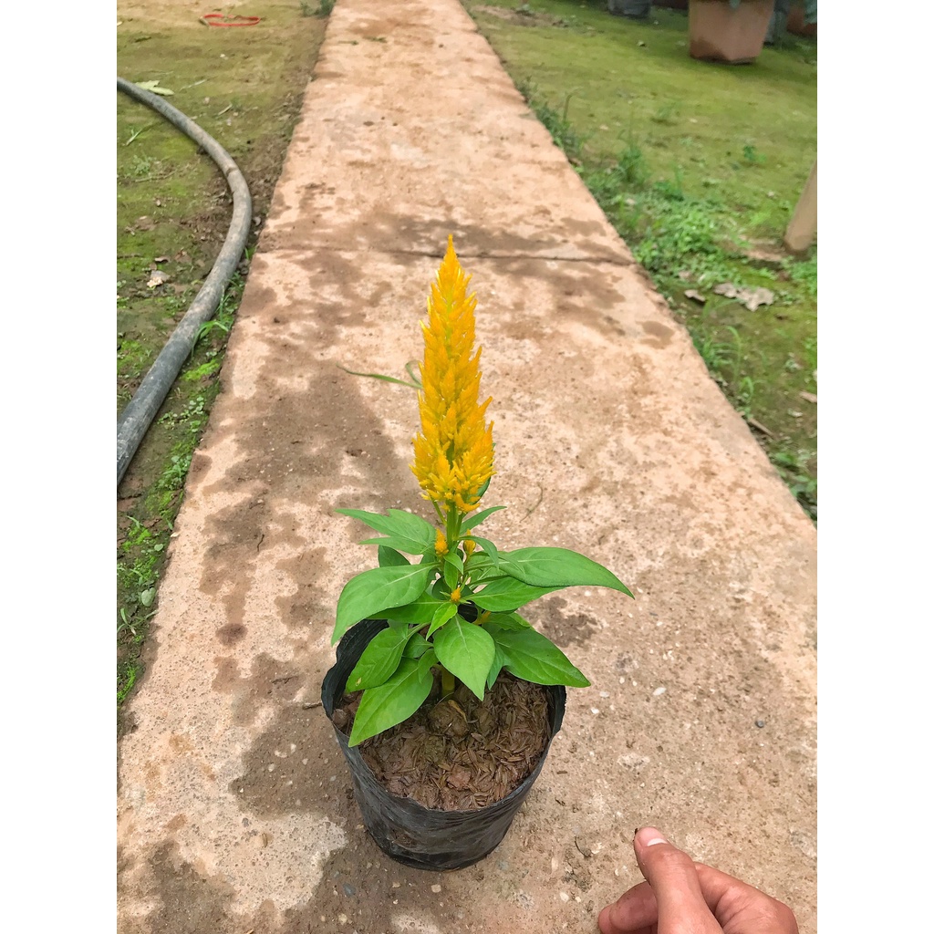 Cây hoa mào gà lửa đã có hoa, chiều cao 10-15cm cây dễ trồng, trang trí sân vườn, ban công