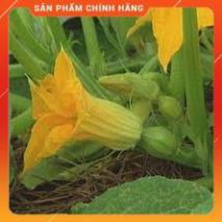 HẠT GIỐNG BÍ SIÊU NỤ GÓI 10G