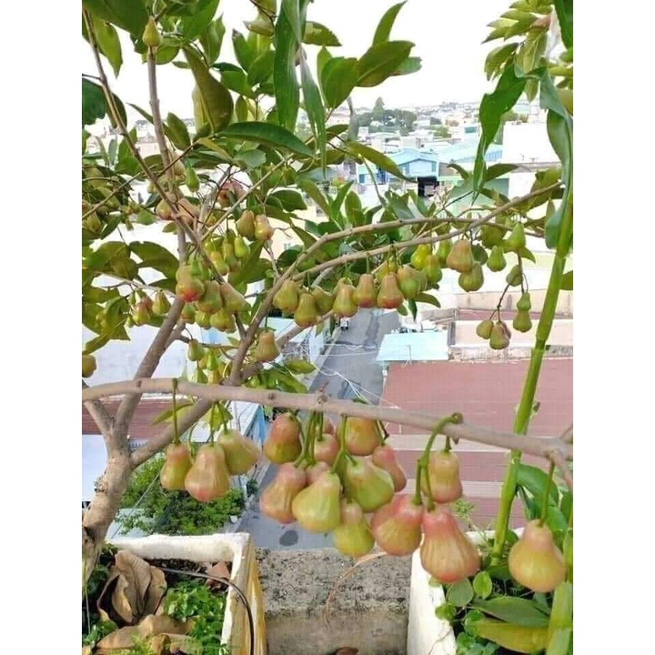 Cây giống mận An Phước_roi đỏ An Phước_Cây nhánh chiết cao 70-80cm