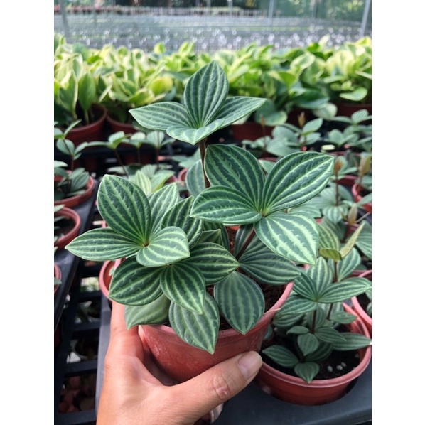 Peperomia Puteolata - Cây hột xoàn