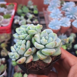 Combo 10 cây sen đá ( ngẩu nhiên )