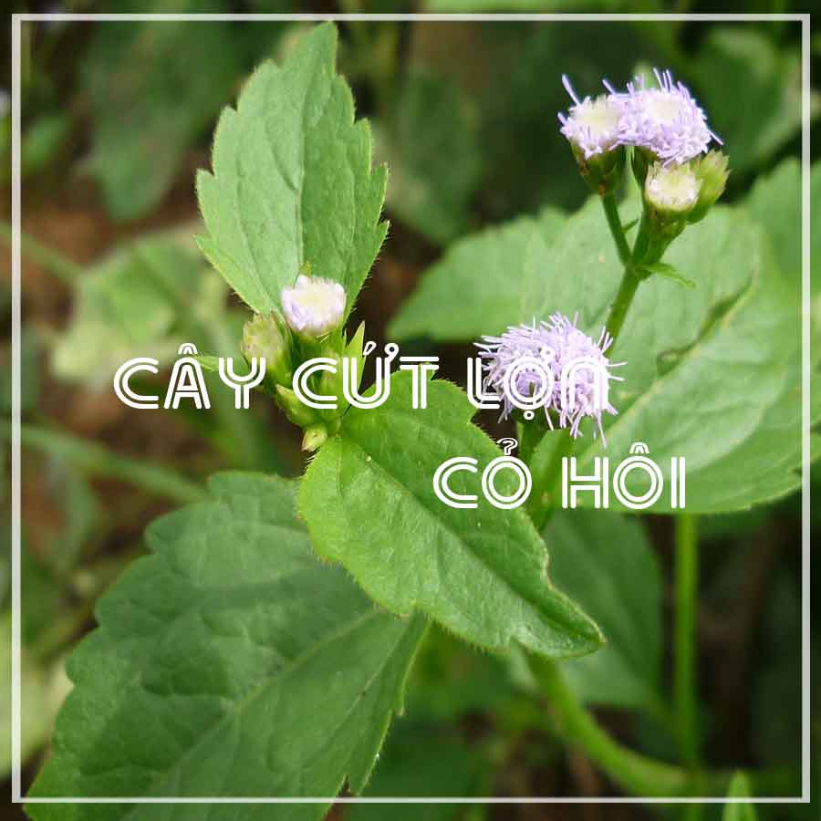 Thảo dược CÂY CỎ HÔI  khô sạch đóng gói 500gram - congtyduoclieuhonglan