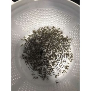 Máy đèn bắt muỗi SAKURA nhật bản