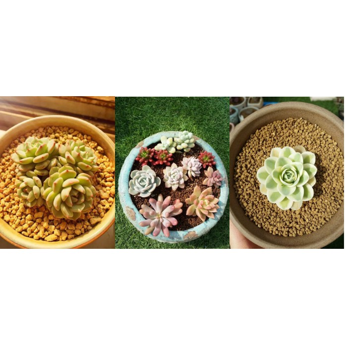 1kg phân nền thủy sinh HARD AKADAMA đủ 4 loại cỡ hạt lựa chọn (viên đất nung Nhật Bản)