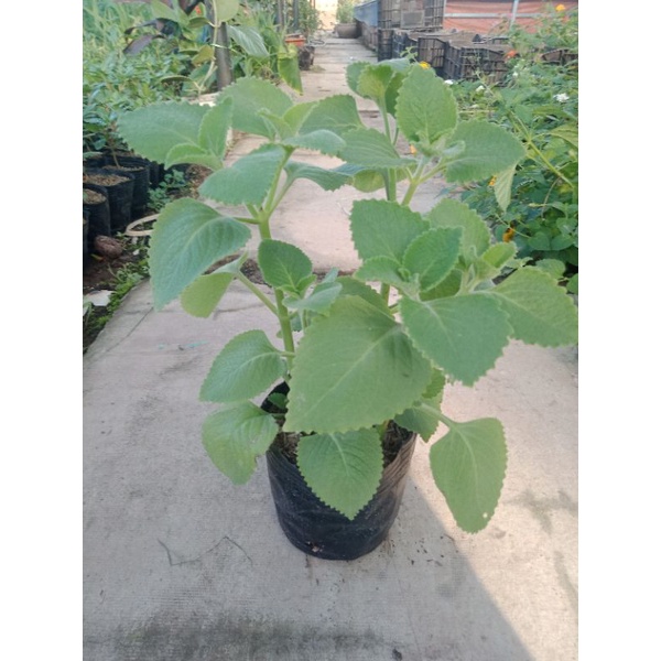Cây húng chanh bầu 3 cây