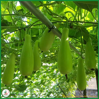Hạt giống bầu xị rd 518 - 1g