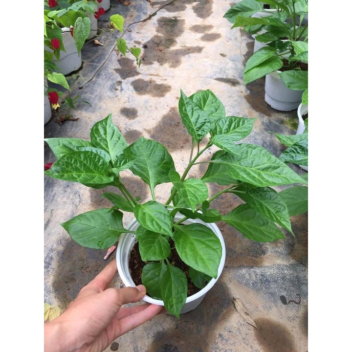 Cây ớt peru - ớt hạt tiêu peru cay nhất thế giới - THẾ GIỚI HOA CÂY CẢNH -  đang hoa cao 30 cm .