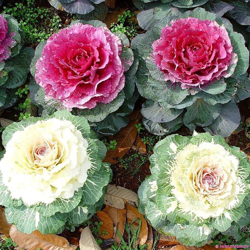 Bán buôn Hạt giống Hoa Bắp Cải (Brassica Oleracea) tặng 1 phân bón bao đẹp