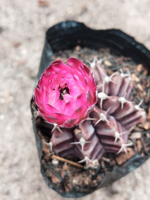 Xương rồng gymnol