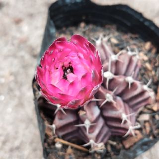 Xương rồng gymnol