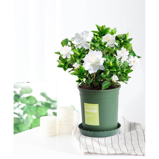 Hạt giống hoa nhài  KNS3510 - Gói 10 hạt