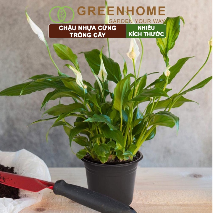 Chậu nhựa trồng cây Greenhome, nhiều size, nhựa cứng, thoát nước tốt, đa dạng kích thước trồng cây, hoa, kiểng lá