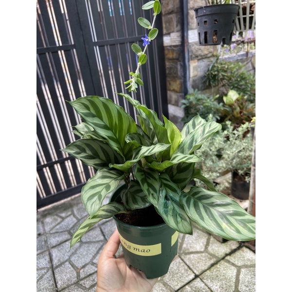 Đuôi công xanh mini(chậu nhựa 20-23cm)