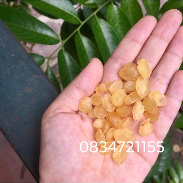 Tuyết liên tử - Bồ Mễ