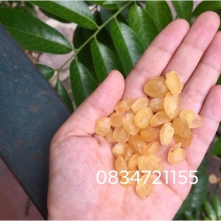 Tuyết liên tử - bồ mễ