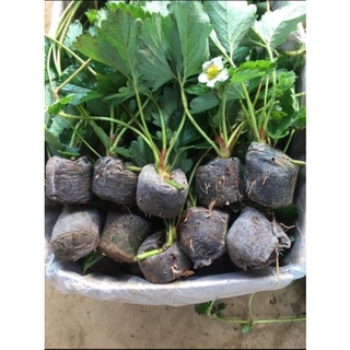 dâu tây hana nhật