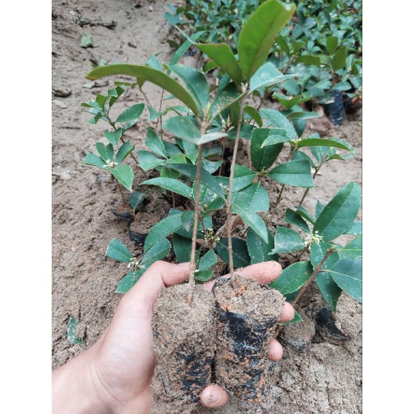 CÂY MỘC TA GIỐNG CAO 25CM