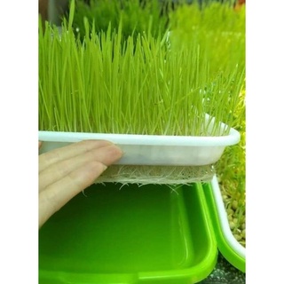 (FREE SHIP) Hạt giống cỏ lúa mì