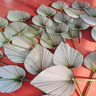 lá cọ khô trang trí combo 10 lá