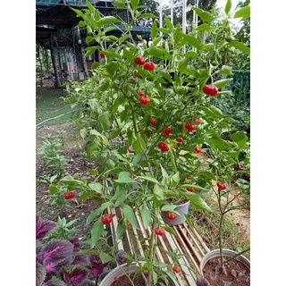 Hạt giống ớt Pumpkin (ớt bí ngô) ( 10 hạt )