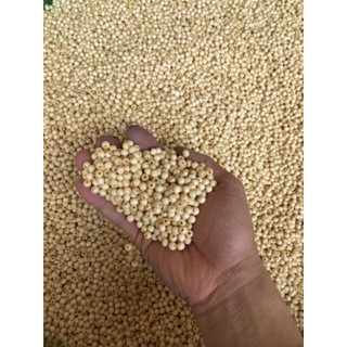 combo 1 kg hạt dâu cành đẹp