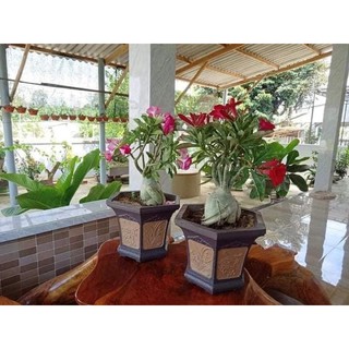 Khuôn đúc chậu cảnh 6 cạnh 31cm