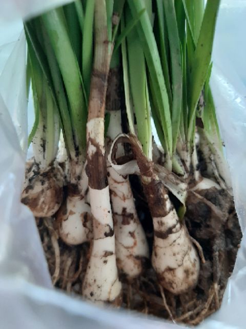 Củ huệ mưa màu hồng