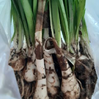 combo 5 củ huệ mưa màu hồng