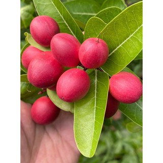 Cây siro nhiều nhánh