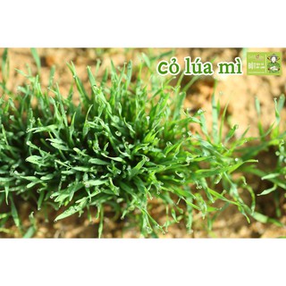 [DalaHouse] Bột CỎ LÚA MÌ (Wheatgrass Powder) hộp 60gr