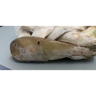 Cá Mó Tươi - Giá Bình Ổn Mùa Dịch