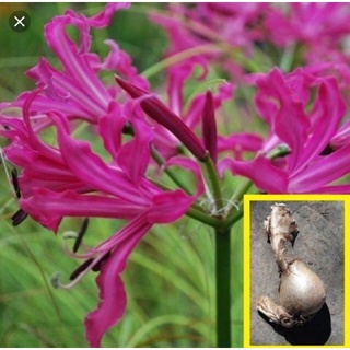 🌋🌋BAO CHẤT  💐 Củ Hoa Bỉ Ngạn