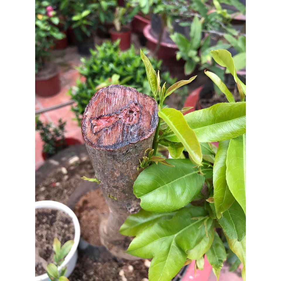 PHÂN BÓN CHO MAI VÀNG BUNG ĐỌT RA RỄ MAX ROOT CHAI 250ml, 500ML, 1L - BUNG TƯỢC MẠNH ĐẺ NHÁNH NHANH, XANH LÁ, DÀY LÁ