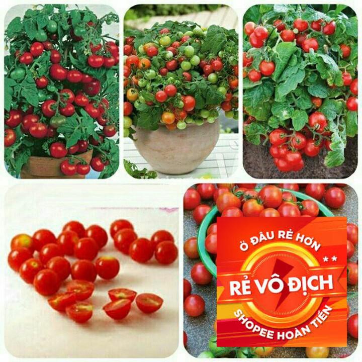 hạt giống cà chua cherry lùn đỏ 50 hạt TRỢ GIÁ