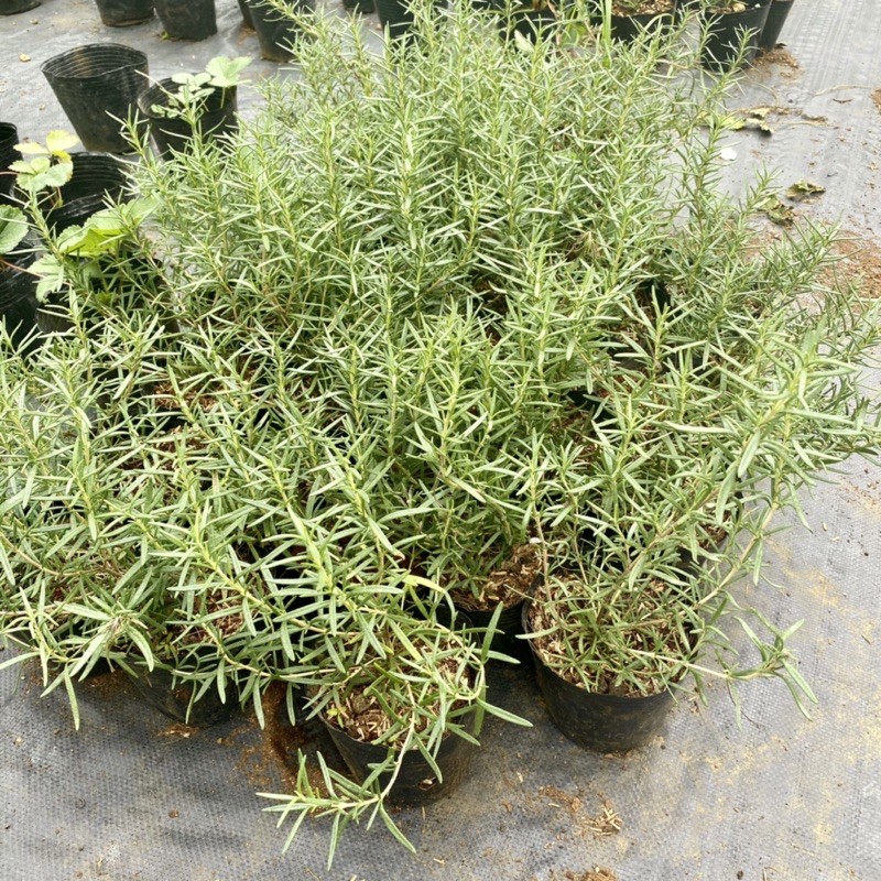 Cây hương thảo. Cây rosemary