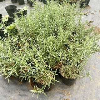 Cây hương thảo. Cây rosemary