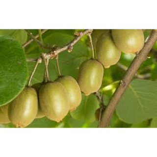 Hạt giống Kiwi - Gói 10 hạt