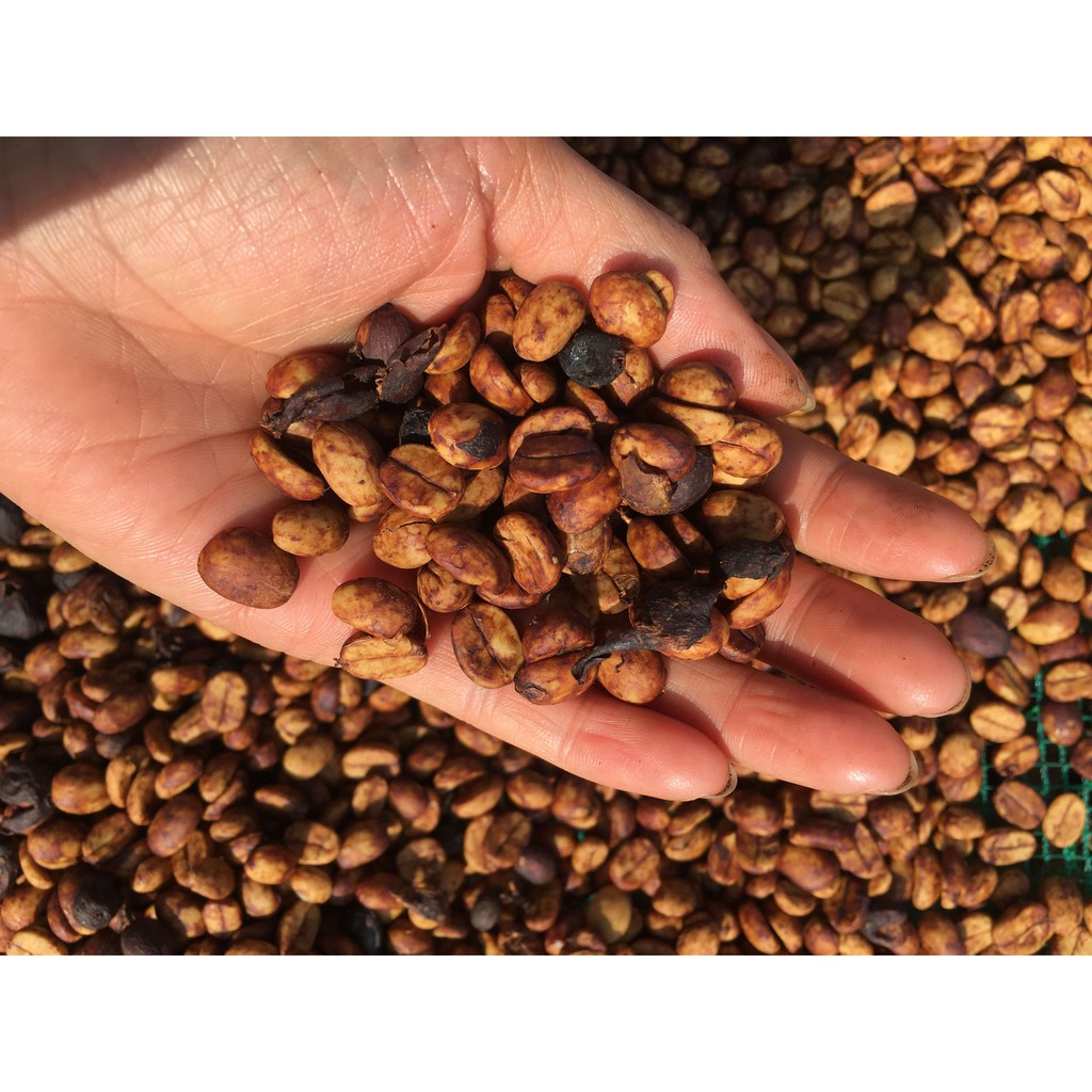 Cà phê arabica Sơn La gói nhỏ tiện dụng