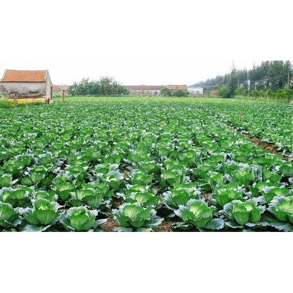 HẠT GIỐNG BẮP CẢI XANH