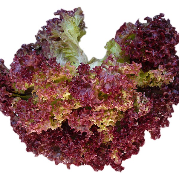 Hạt Giống Xà Lách Tím Lollo Rossa PN-9 Phú Nông - 2g