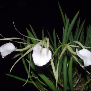 Brassavola nodosa, nữ hoàng bóng đêm