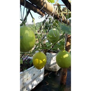 HẠT GIỐNG DƯA LÊ CÁC LOẠI - 1 GÓI