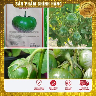 Hạt Giống Cà Bát Ta Da Ếch(2gr)