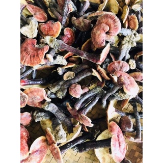 500g nấm linh chi đỏ