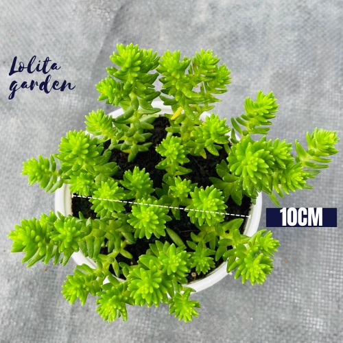 Sen đá sedum rong biển Đà Lạt size trung bình cây cảnh trang trí nhà cửa Lolita garden